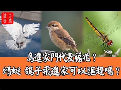 雀鳥飛入屋|【雀鳥飛入屋】雀躍飛入屋，福運隨身來！解析雀鳥報。